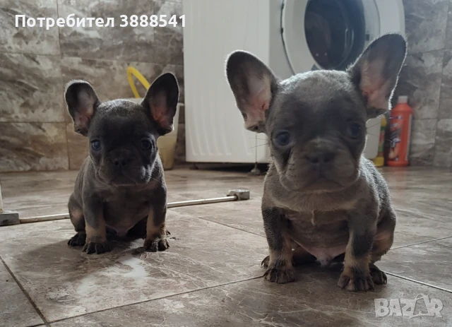 Елитни френски булдоци родени на 23.08., снимка 4 - Френски булдог - 43655613