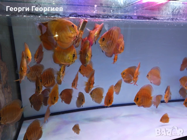 Дискуси, снимка 6 - Рибки - 51439805