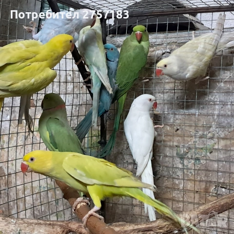продавам малки александри, снимка 2 - Папагали - 53040702