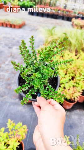 Промо пакет от 6 бр студоустойчиви растения, снимка 7 - Градински цветя и растения - 52111446