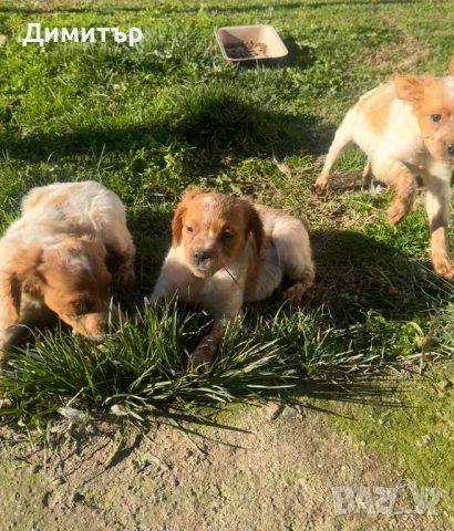 Бретон шпаньоли, снимка 2 - Други - 52938285