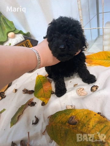 Мини пуделчета момчета