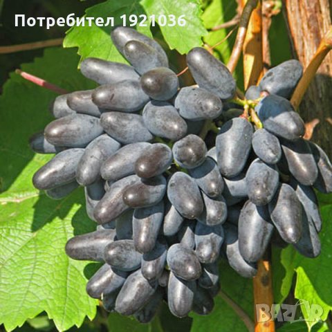 Бутикови сортове грозде, снимка 7 - Разсади - 35306623