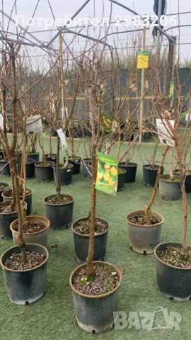 Продавам маслинови дървета, снимка 3 - Градински цветя и растения - 49531703