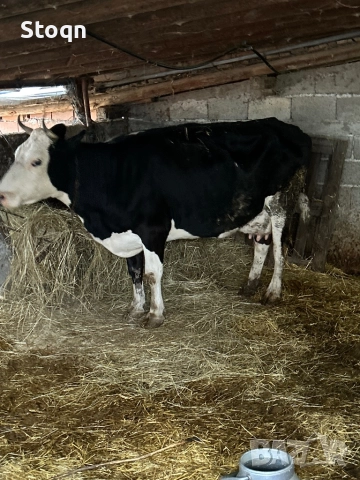 Продавам 2 Крави, снимка 2 - Крави - 52873193