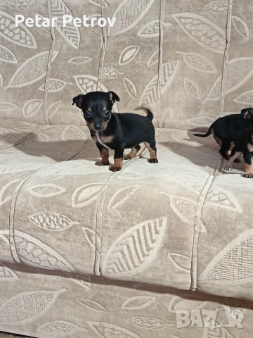 Пинчер мини , снимка 9 - Пинчер - 52934252