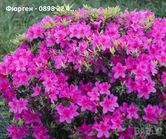 Азалия - Градинска