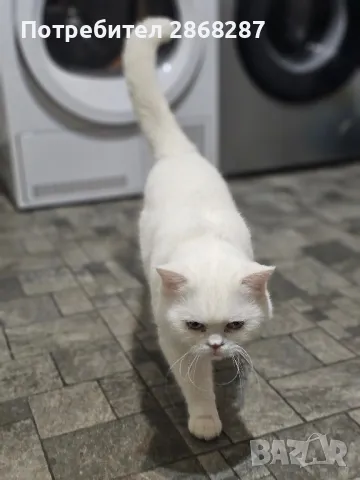 британец за разплод, снимка 3 - Британска късокосместа - 50420839