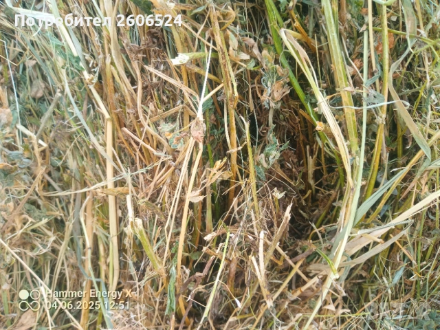 Малки бали сено и люцерна , снимка 5 - Крави - 53236528