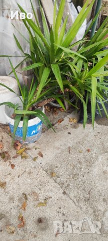 Юки - пауми, снимка 5 - Градински цветя и растения - 43265832