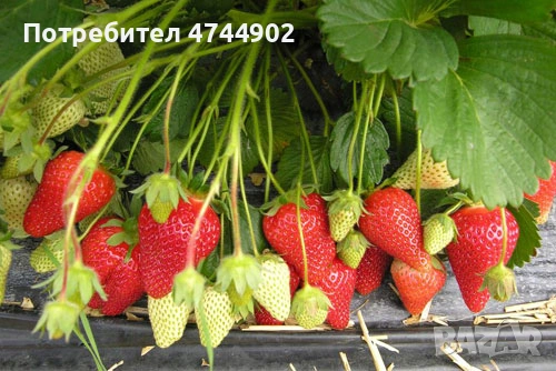 Prodavam razsad qgodi celogodishen sort Белруби, снимка 3 - Разсади - 53576682