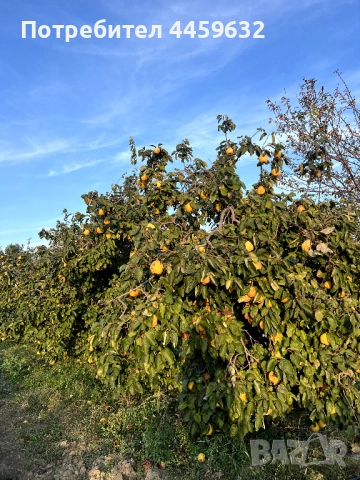 Иконом/градинар, снимка 5 - Други оферти за работа - 52637955