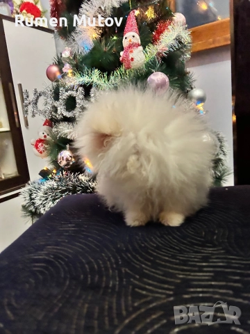 Померан , снимка 5 - Померан - 52920765