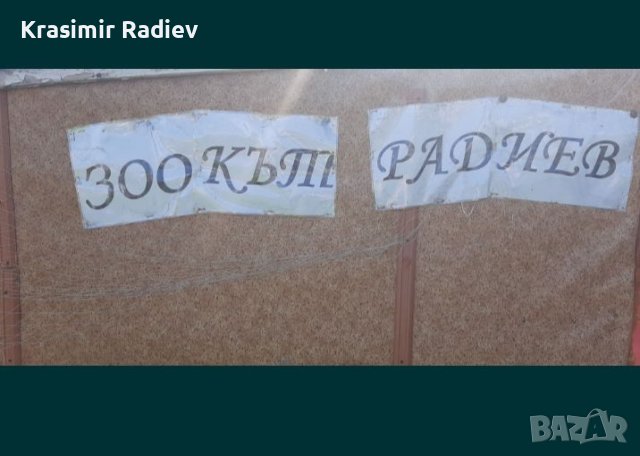 РАЗПРОДАЖБА на фазани и пауни, снимка 11 - други­ - 43838784