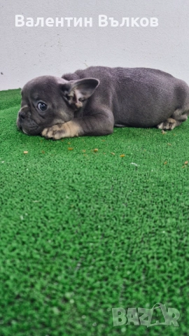 Продавам две  френски булдочета, снимка 7 - Френски булдог - 52897524