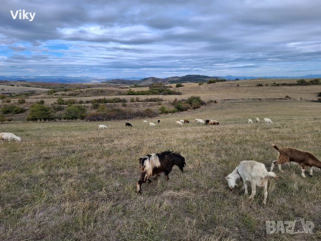 ярета на свободна паша, снимка 11 - Кози - 51962192