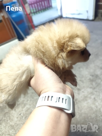 шпиц померан , снимка 11 - Шпиц - 52793634