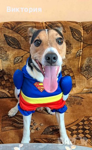 Весели дрешки за кучета- супергерои Superman/ Bathman /Wonder woman, снимка 6 - За кучета - 40685243