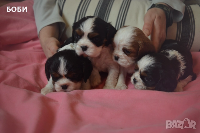 Кавалер Кинг Чарлз Шпаньол, снимка 5 - Кавалер кинг чарлз шпаньол - 52735606