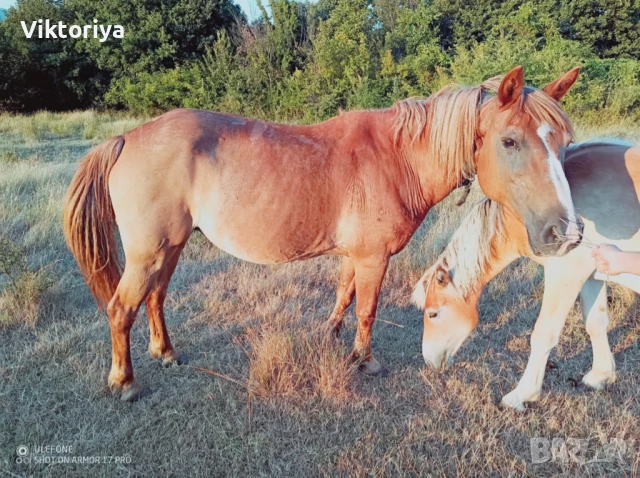 Селскостопански животни, кончета, снимка 18 - Коне - 50977814
