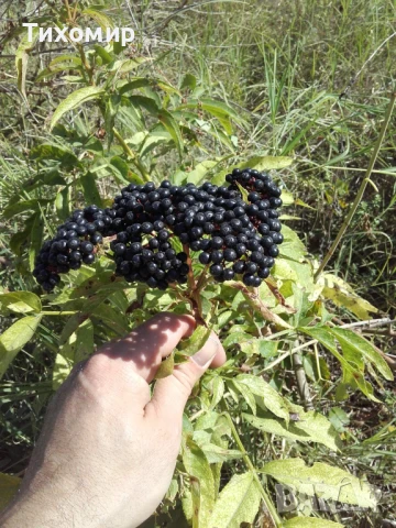 Записвам за Концентрат Сироп от черен бъз Бран в екологично чист район., снимка 4 - Домашни напитки - 50838967