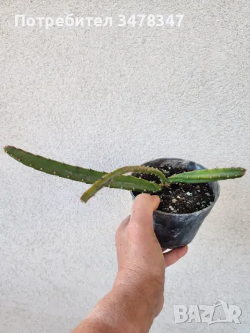 Selenicereus Chontalensis