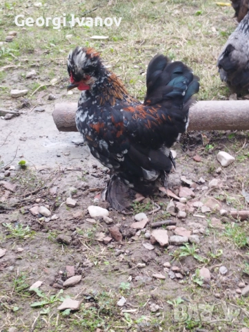 джинки и струмски , снимка 7 - други­ - 52110864