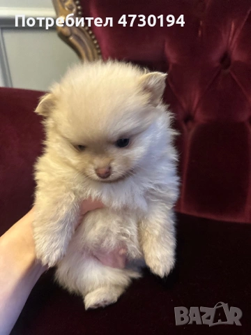 Pomeran mini , снимка 5 - Померан - 53387121