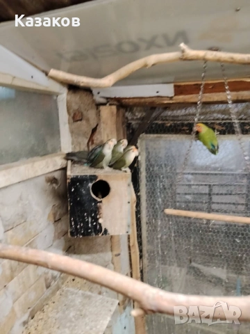 Продавам/бартер/ работещо ято розобузови неразделки, снимка 2 - Папагали - 52456034