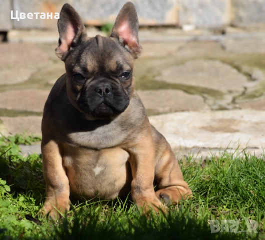 Френски булдог, снимка 6 - Френски булдог - 51957534