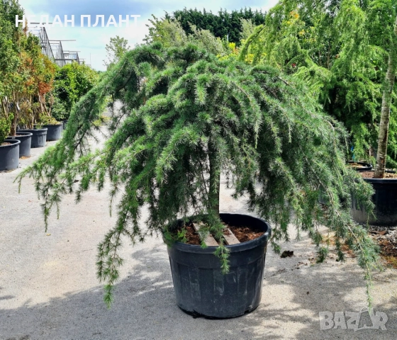 Плачещ зелен кедър