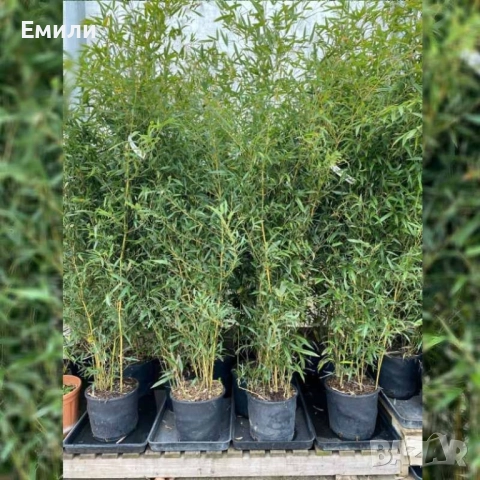 Бамбук разсад в кофички 