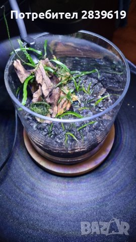 Аквариум(декоративна чаша), снимка 5 - Аквариуми - 43211832