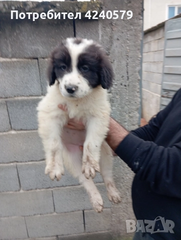 Каракачанки останаха мъжки кутрета, снимка 3 - Каракачанска овчарка - 52105803