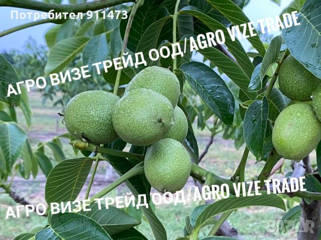 Фиданки орех сорт Чандлър, снимка 4 - Разсади - 35102903