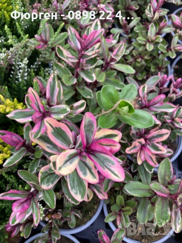 Хебе Триколор