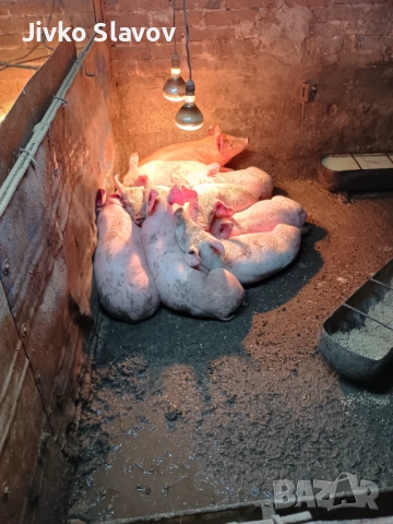 Prodavam malki prasenca