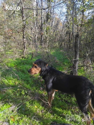 Продавам кьосе барак , снимка 1