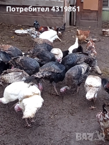 Птици за продан