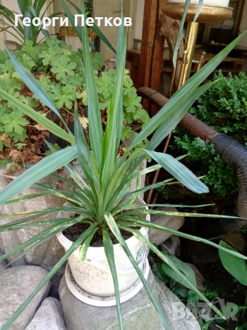 Студоустойчива палма Юка,дворна, снимка 6 - Градински цветя и растения - 52918084