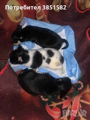 Чихуахуа -3 момчета , снимка 3 - Чихуахуа - 53118963