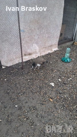 пауни индийски 