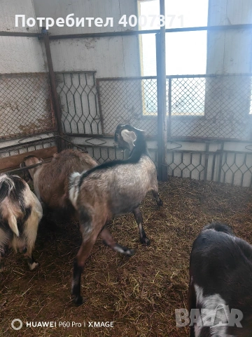 Чистокръвен англонубийски пръч , снимка 2 - Кози - 53035461