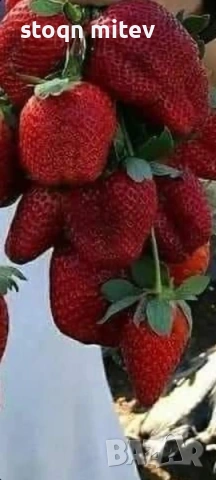 разсад ягоди и марини 0885353190, снимка 6 - Градински цветя и растения - 53524420