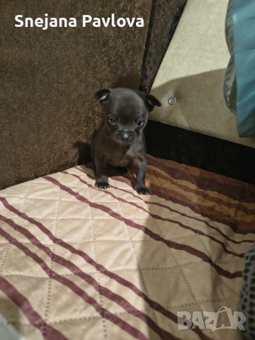 Продава се на 1 месец чихла няма ваксина още последното останало момиче за парите по договаряне 0876