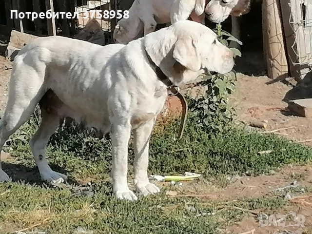 продавам алабаи женски на 1г, снимка 5 - Алабай - 52142140