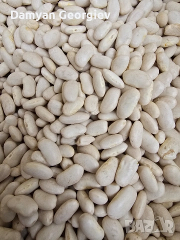 български бял боб сорт еликсир 