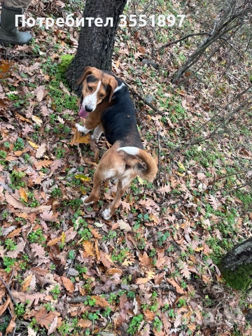 Продавам две гончета , снимка 9 - Гонче - 53010499