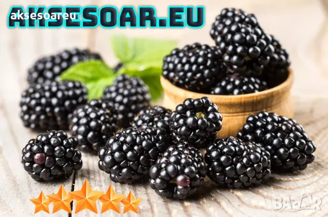 Нови 100 бр Висококачествени органични плодови семена от хранителна Къпина, къпини антиоксидант , снимка 18 - Сортови семена и луковици - 50286897