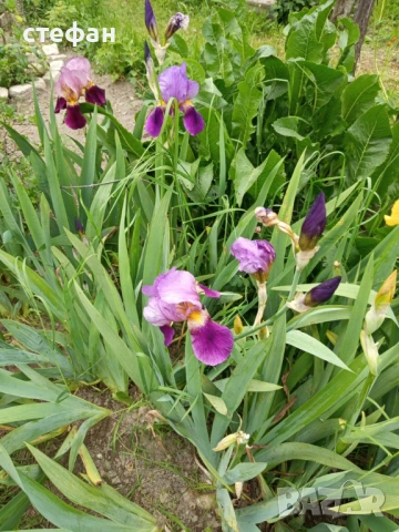 Продавам грудки ириси /перуника/, снимка 6 - Сортови семена и луковици - 53403461